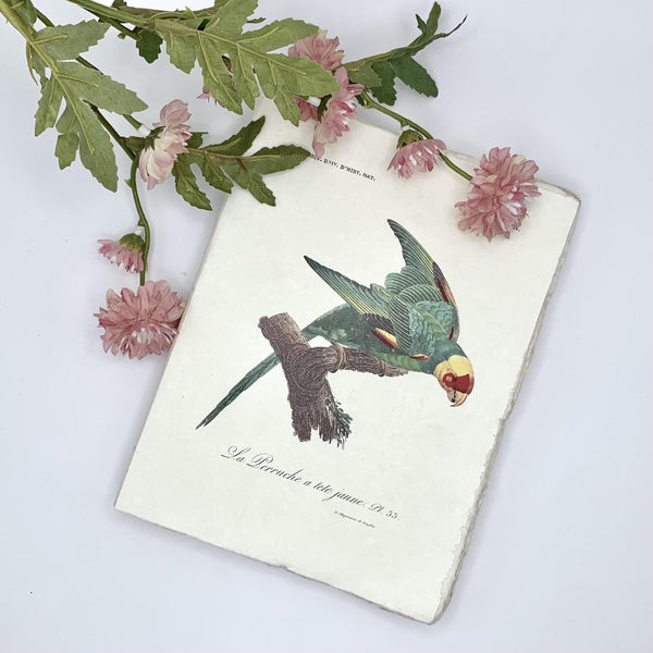 Tropical Bird Parchment Notebook | 15 x 20 cm